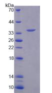 Figure 2. SDS-PAGE