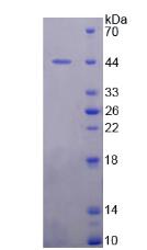 Figure 2. SDS-PAGE