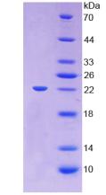 Figure 2. SDS-PAGE