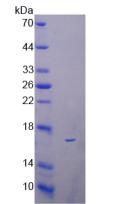 Figure 3. SDS-PAGE