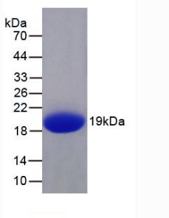 Figure 1. SDS-PAGE