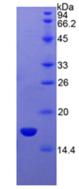 Figure 3. SDS-PAGE