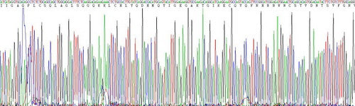 Mouse Wingless Type MMTV Integration Site Family, Member 5A (WNT5A), Active Protein