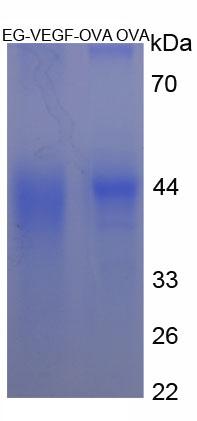 Figure 2. SDS-PAGE