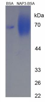 BSA Conjugated Rat Chemokine (C-X-C Motif) Ligand 1 (CXCL1)