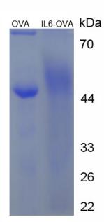Figure 2. SDS-PAGE