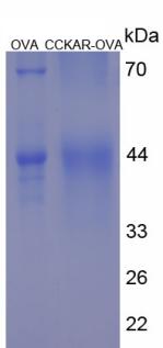 Figure 2. SDS-PAGE