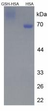 Figure 1. SDS-PAGE