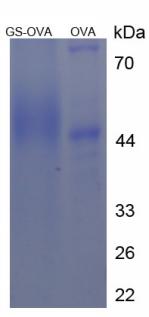 Figure 3. SDS-PAGE