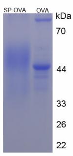 Figure 2. SDS-PAGE