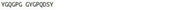 OVA Conjugated Synaptophysin (SYP), RPU55010