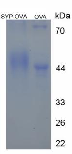Figure 3. SDS-PAGE