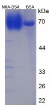 Figure 1. SDS-PAGE