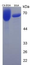 Figure 1. SDS-PAGE