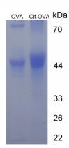 Figure 1. SDS-PAGE