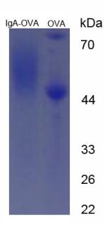 Figure 3. SDS-PAGE