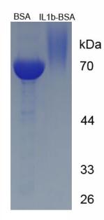 BSA Conjugated Mouse Interleukin 1 Beta (IL1b)