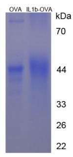 OVA Conjugated Mouse Interleukin 1 Beta (IL1b)