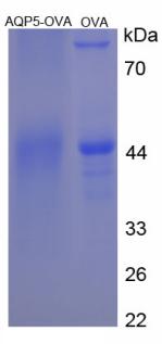 Figure 3. SDS-PAGE