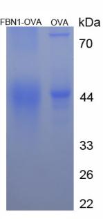 Figure 3. SDS-PAGE