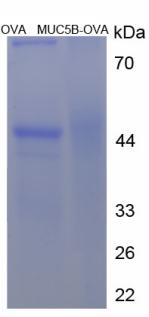 Figure 3. SDS-PAGE