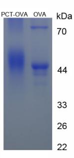 Figure 3. SDS-PAGE