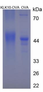 Figure 3. SDS-PAGE