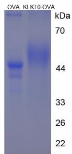 Figure 3. SDS-PAGE