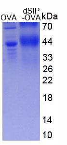 Figure 3. SDS-PAGE
