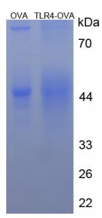 Figure 3. SDS-PAGE