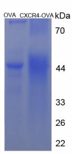 Figure 3. SDS-PAGE
