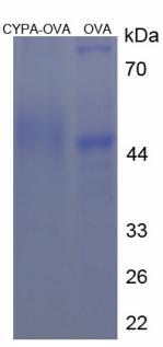 Figure 3. SDS-PAGE