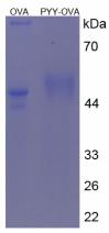 Figure 1. SDS-PAGE