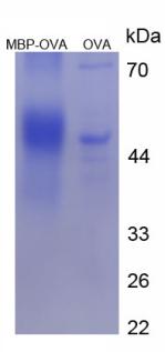 Figure 3. SDS-PAGE