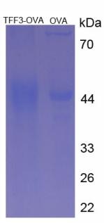 Figure 3. SDS-PAGE