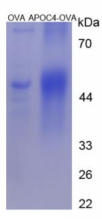 Figure 3. SDS-PAGE