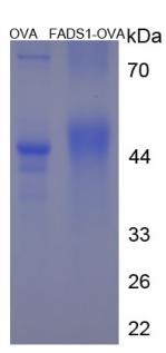 Figure 3. SDS-PAGE