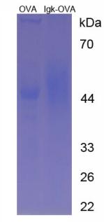 Figure 2. SDS-PAGE