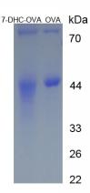 Figure 1. SDS-PAGE