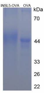 Figure 2. SDS-PAGE