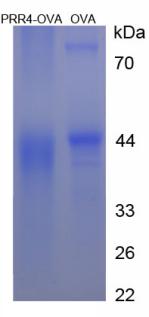 Figure 3. SDS-PAGE