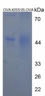 Figure 3. SDS-PAGE
