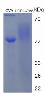 Figure 2. SDS-PAGE