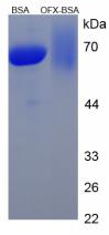Figure 1. SDS-PAGE
