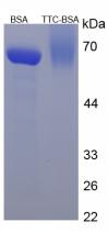 Figure 1. SDS-PAGE