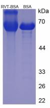 Figure 1. SDS-PAGE