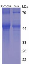 Figure 1. SDS-PAGE