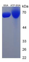 Figure 1. SDS-PAGE