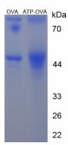 Figure 1. SDS-PAGE