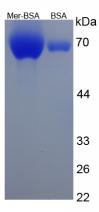 Figure 1. SDS-PAGE